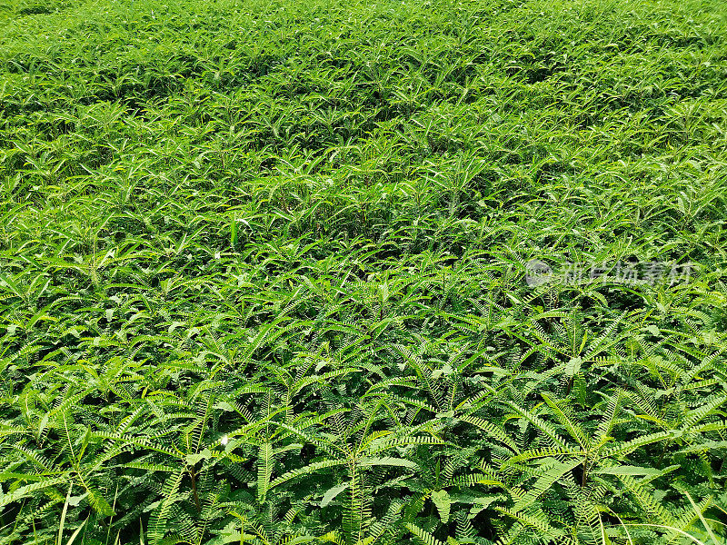 豆科植物Sesbania bispinosa也被称为Sesbania aculeata Pers。是田葵属的一种小树。Dhaincha在印度通常是一种绿色肥料作物。饲养和土壤改良